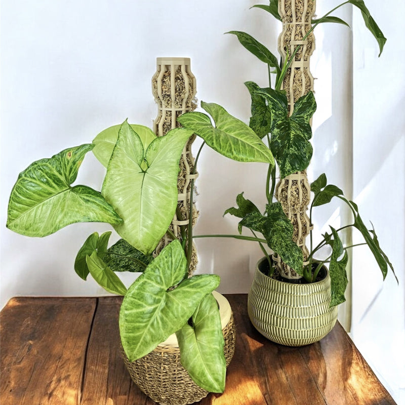 Garden Plant Support Stakes – For Potted Houseplants & Outdoor Greenery